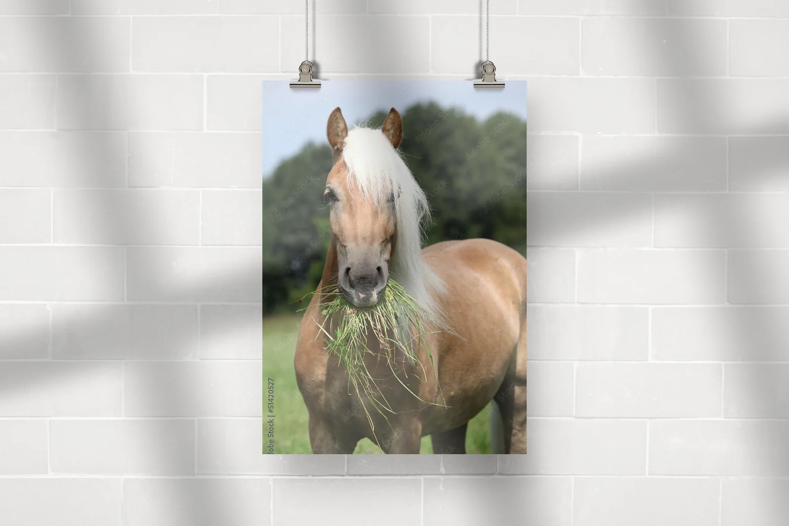 Wspaniała chwila: Haflinger w pastelowej scenerii