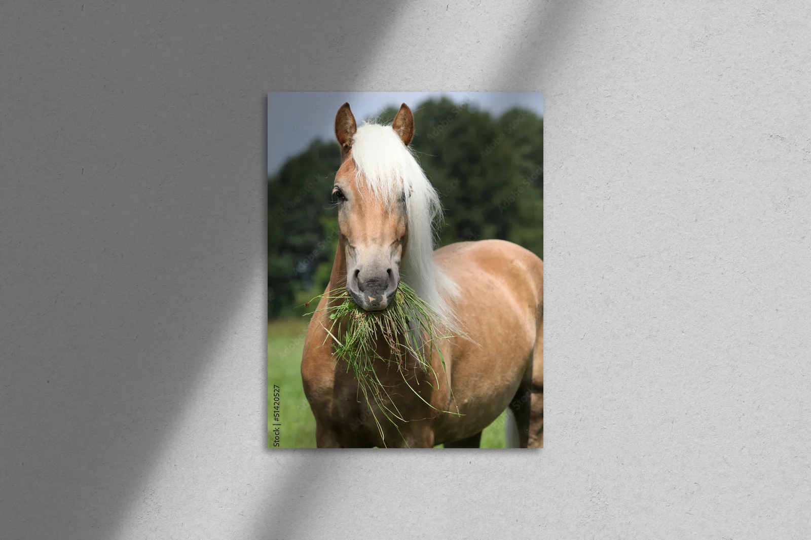 Wspaniała chwila: Haflinger w pastelowej scenerii
