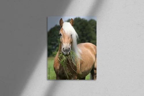 Wspaniała chwila: Haflinger w pastelowej scenerii