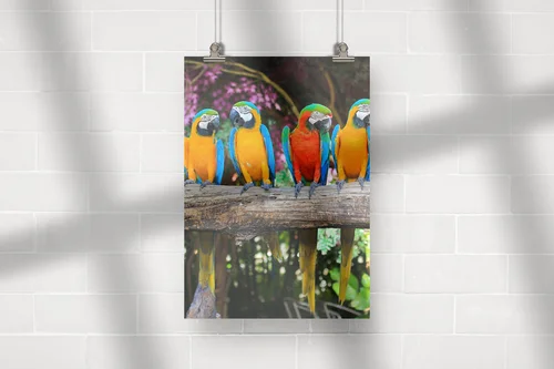 Tropikalne macaw w zachwycających kolorach