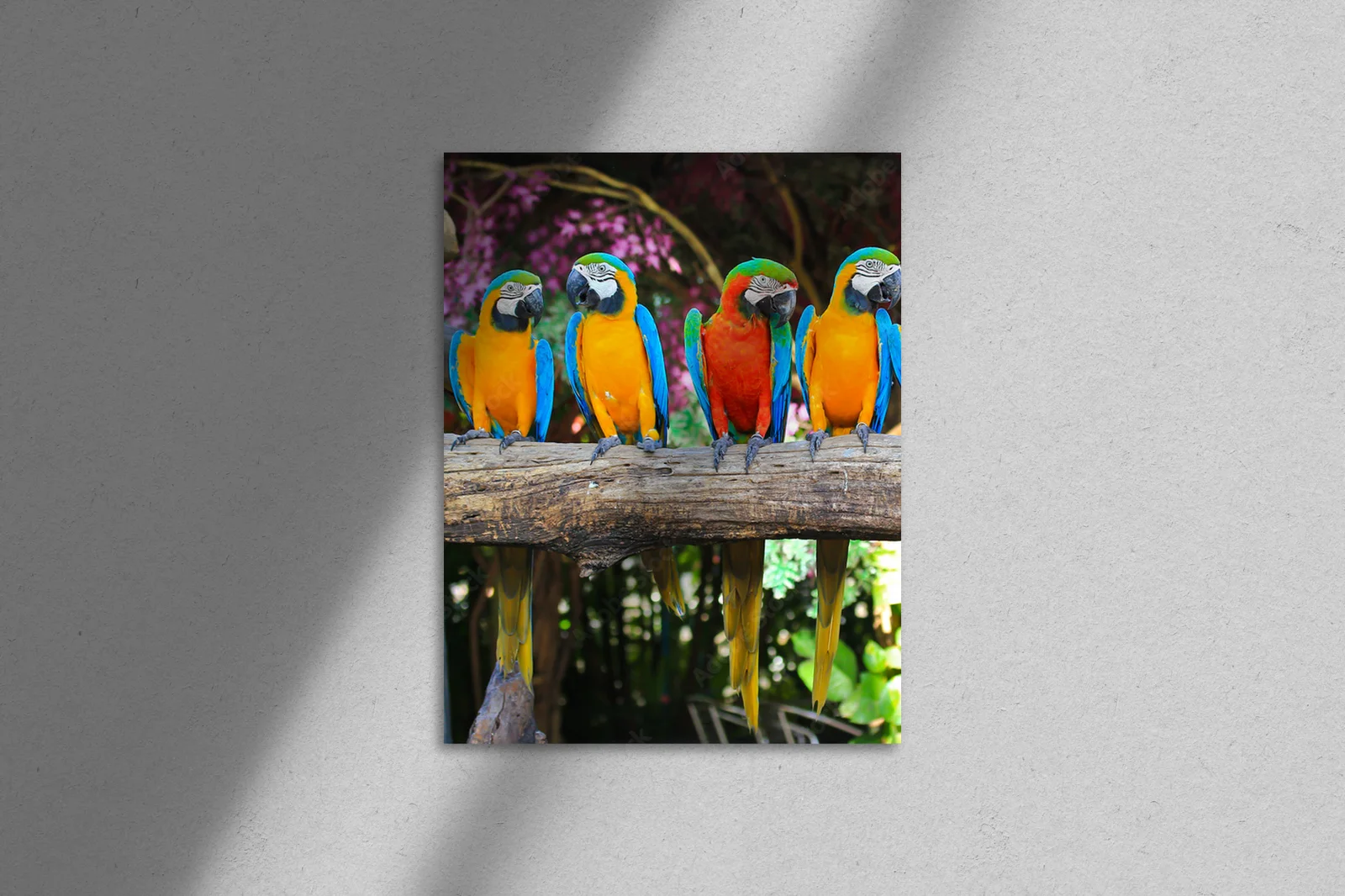 Tropikalne macaw w zachwycających kolorach