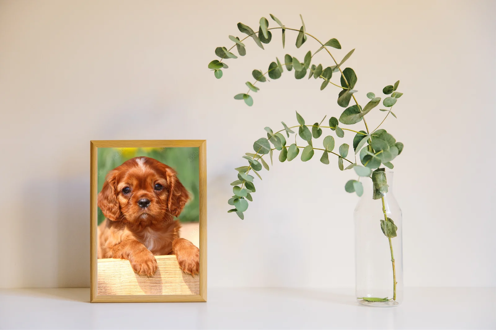 Słoneczny Cavalier w kwiecistej harmonii
