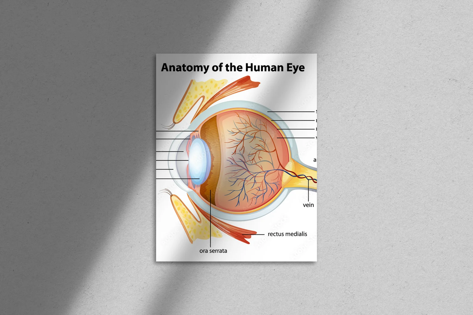 Fascynująca anatomia oka ludzkiego w bieli