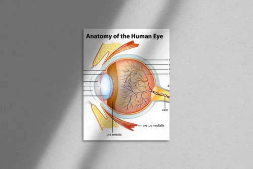 Fascynująca anatomia oka ludzkiego w bieli