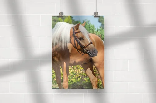 Palomino Welsh Pony w letnim blasku