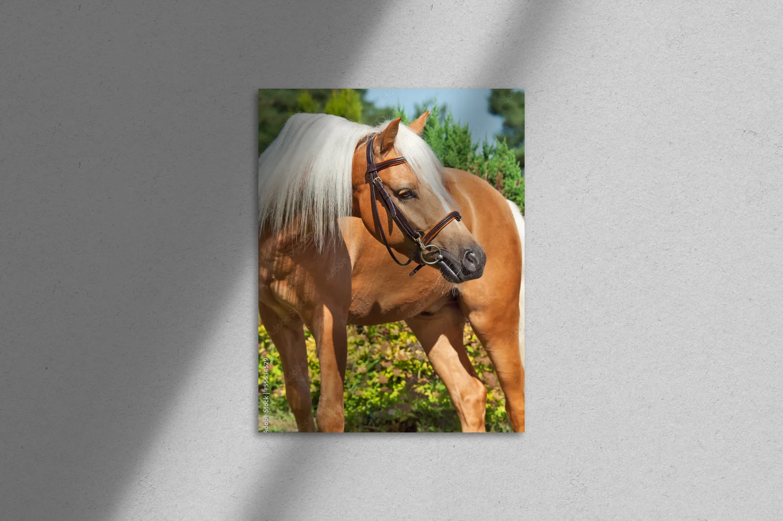 Palomino Welsh Pony w letnim blasku