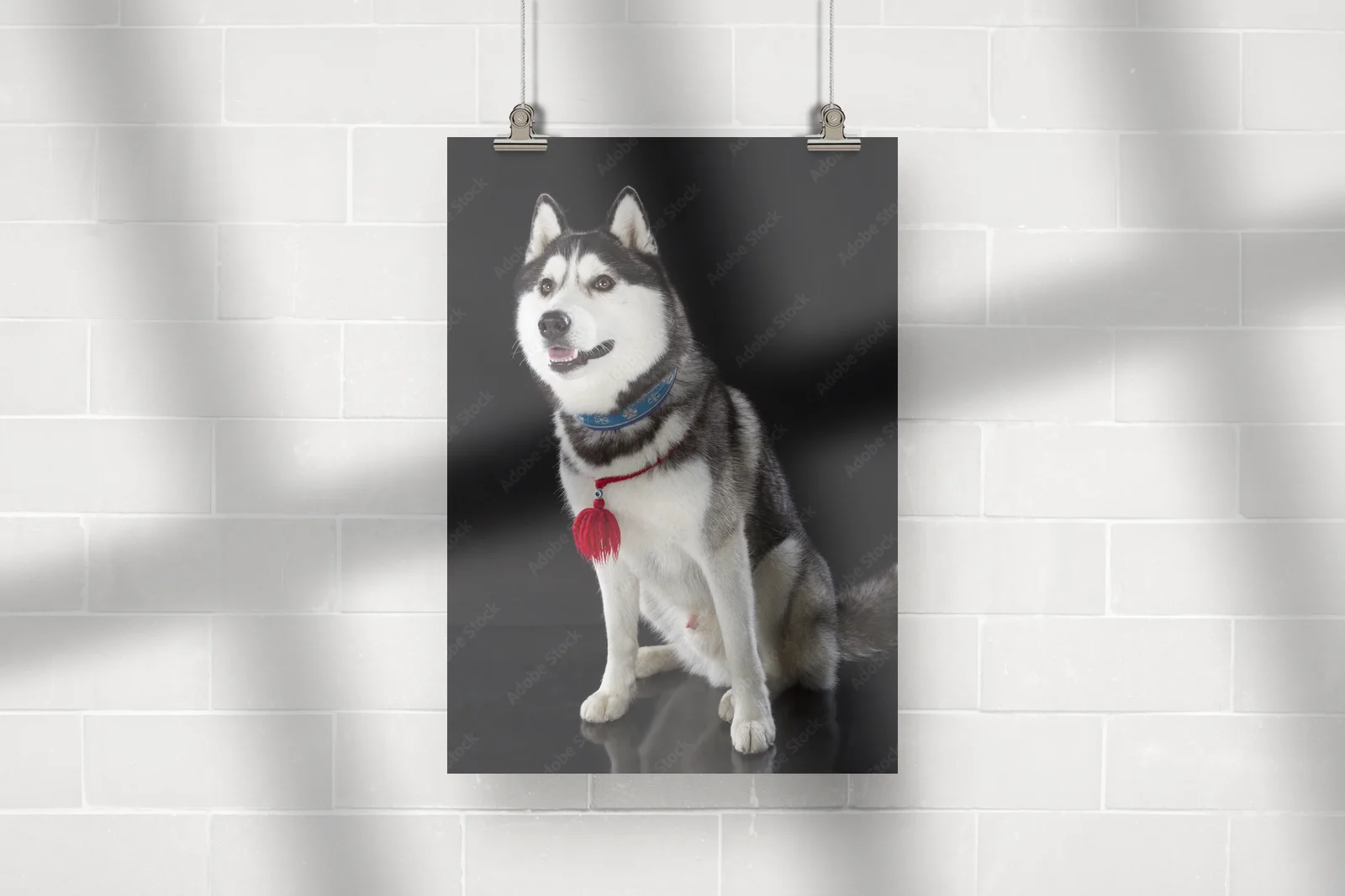 Urok syberyjskiego husky na głębokim tle