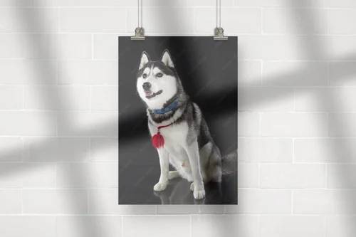 Urok syberyjskiego husky na głębokim tle
