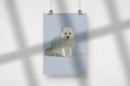 Arctic Fox: Esencja zimowych krajobrazów