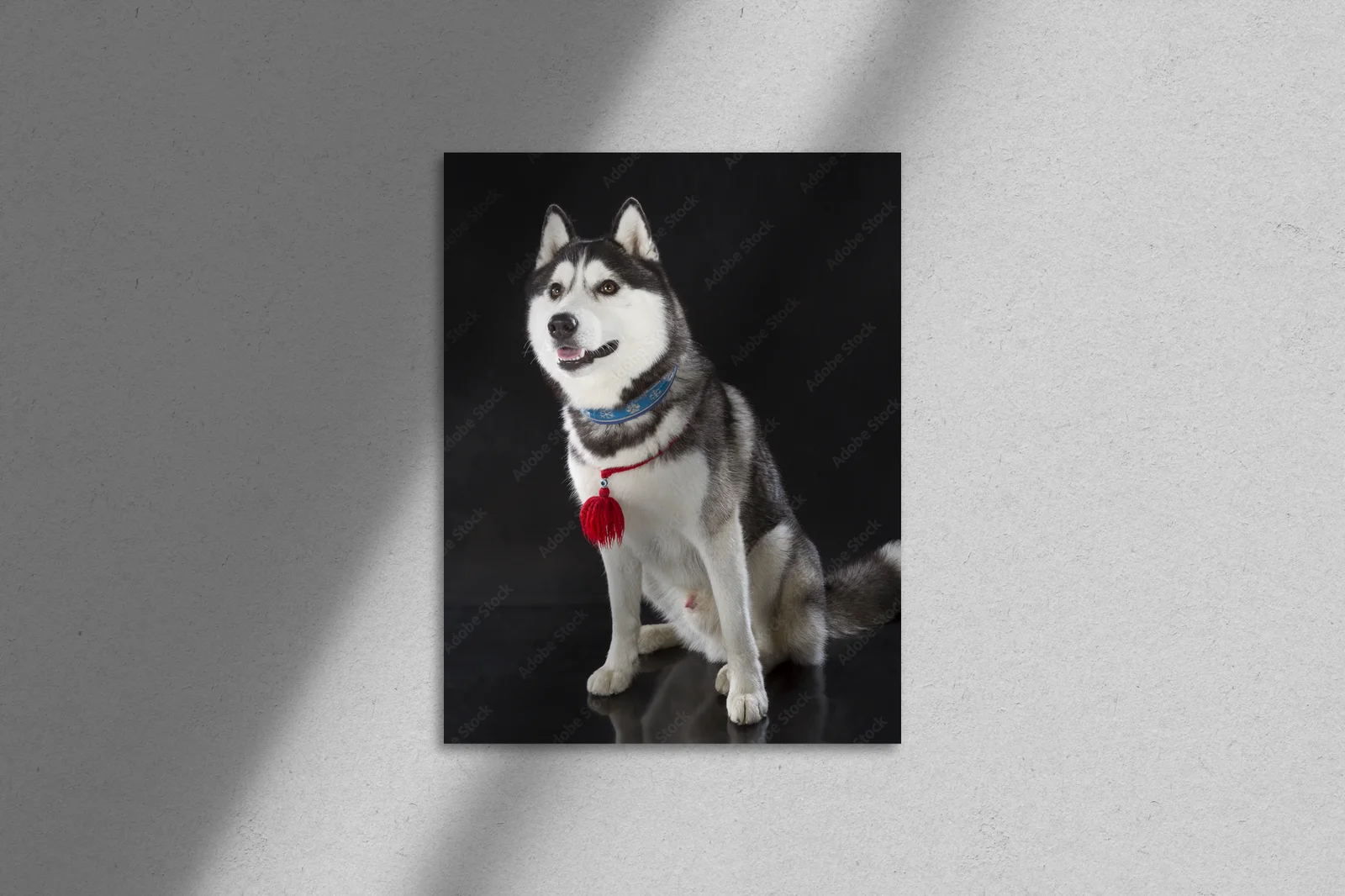 Urok syberyjskiego husky na głębokim tle