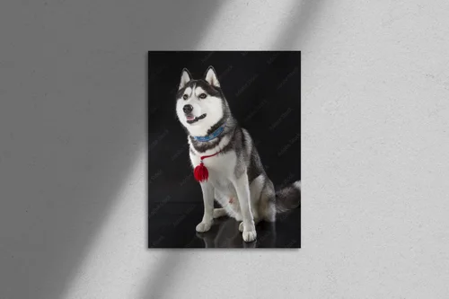 Urok syberyjskiego husky na głębokim tle