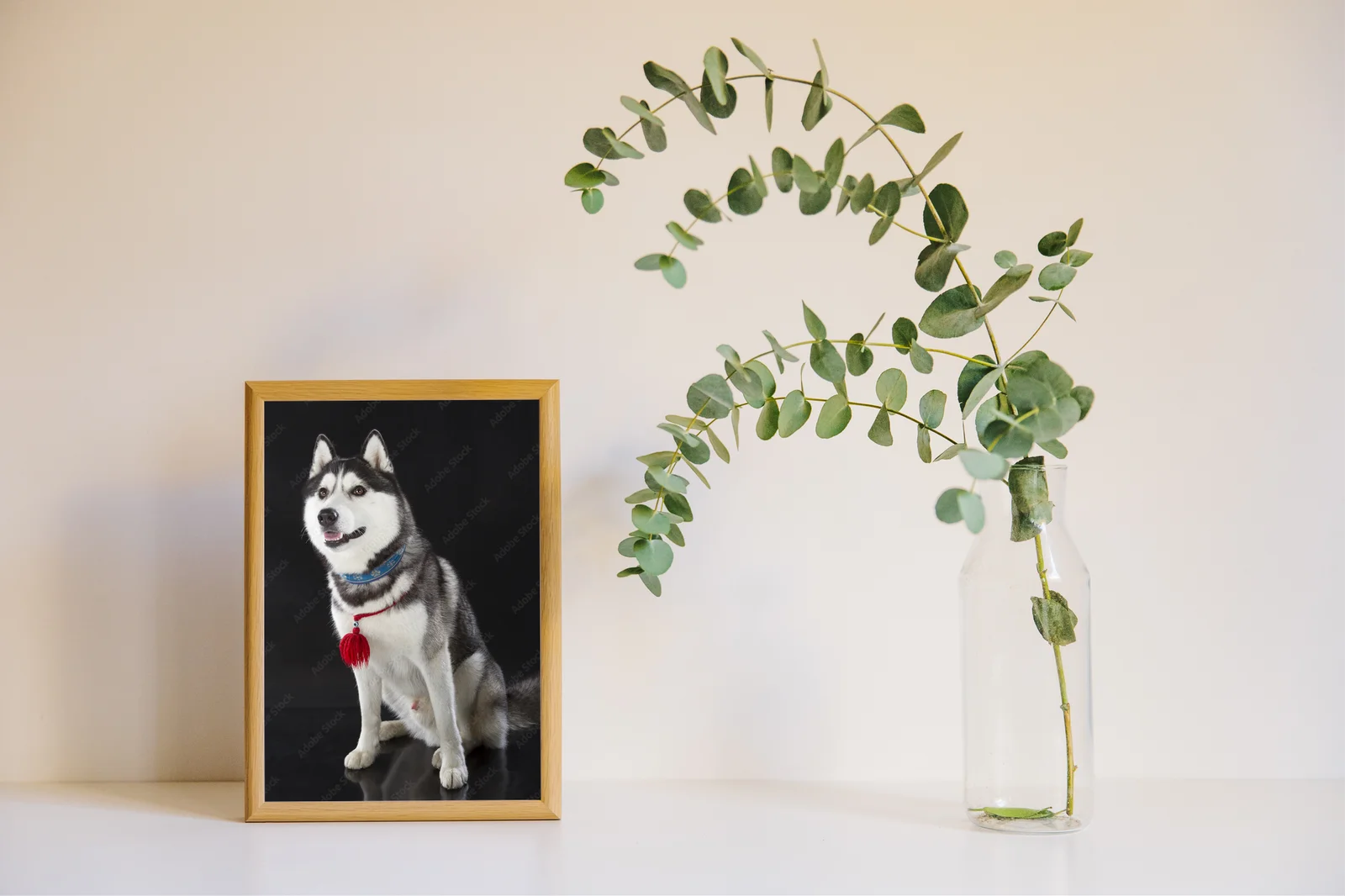 Urok syberyjskiego husky na głębokim tle