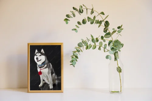 Urok syberyjskiego husky na głębokim tle