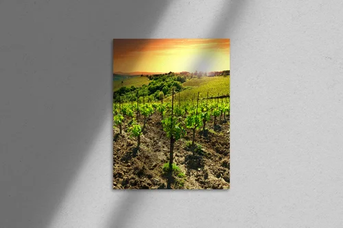 Letnie wino w słonecznych barwach Toskanii