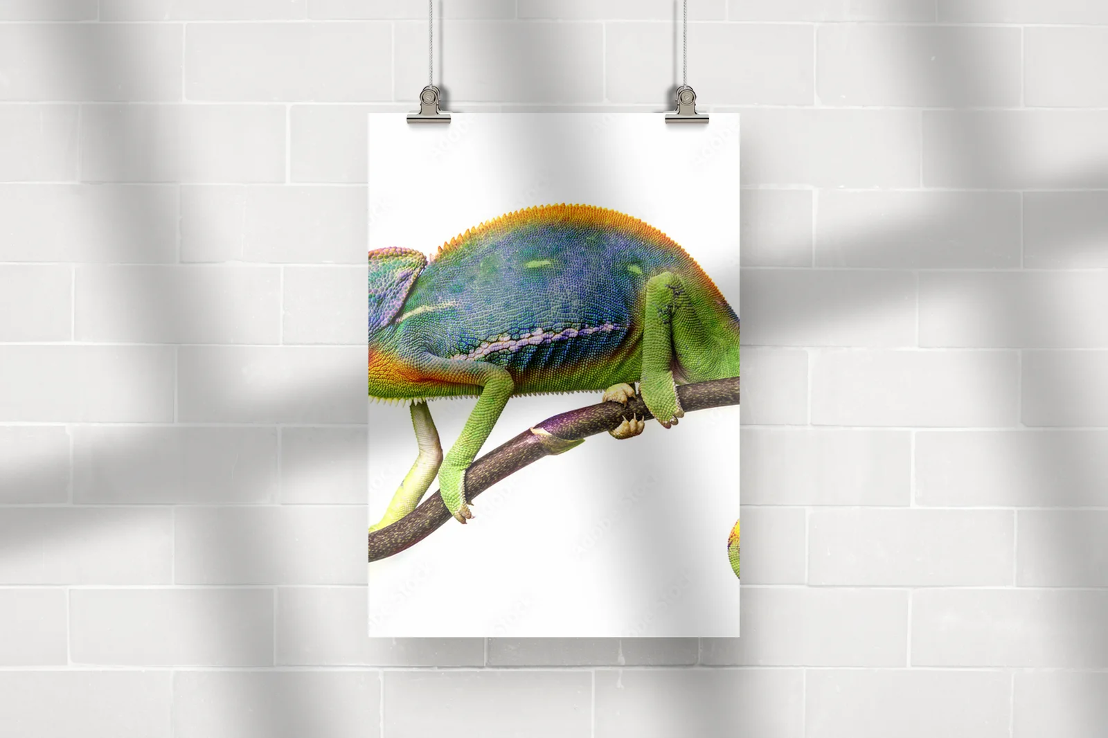 Zjawiskowy chameleon w białym blasku