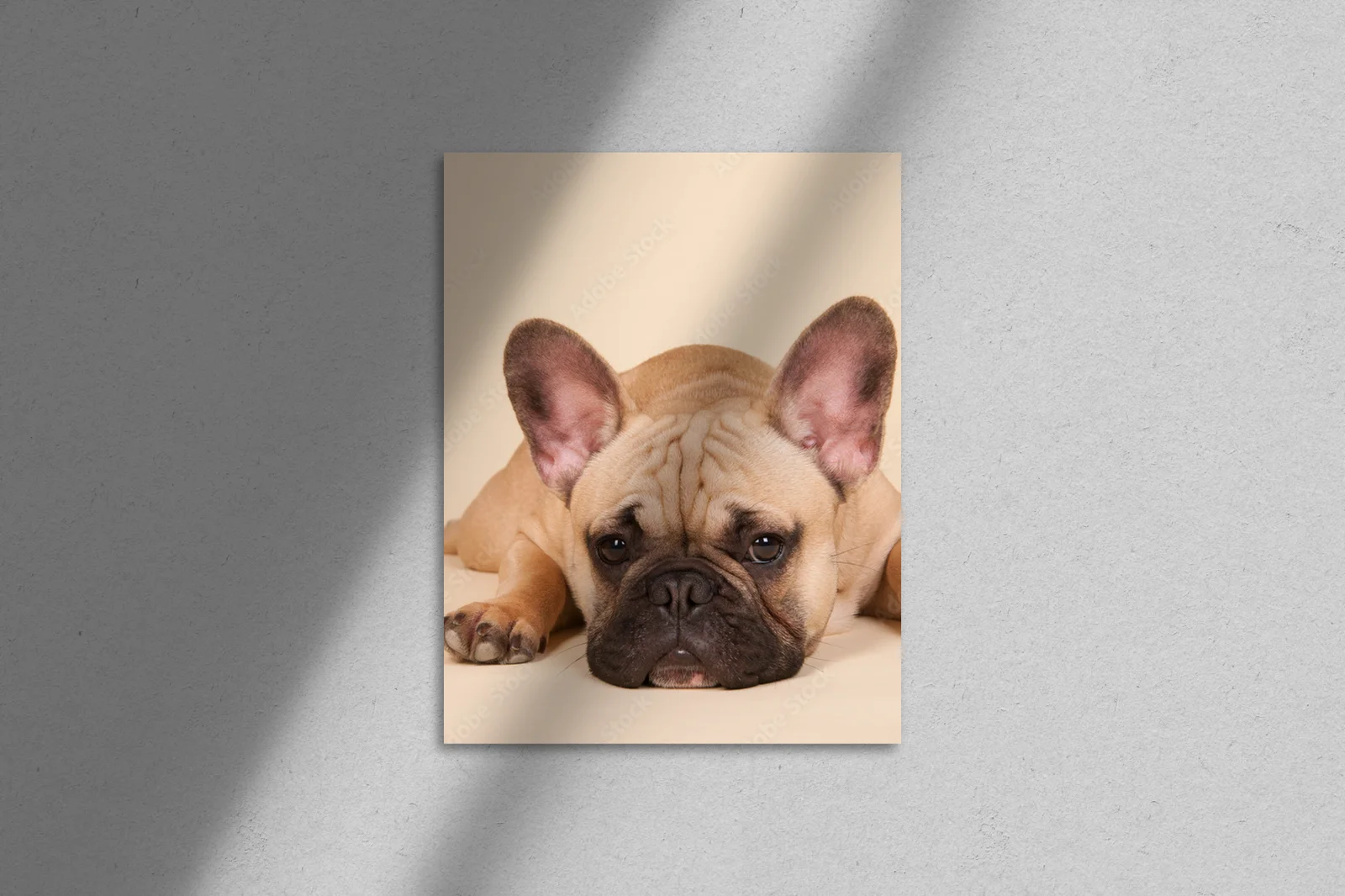 French bulldog w uroczej pastelowej harmonii