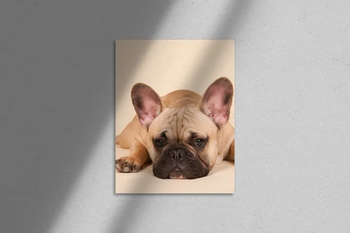 French bulldog w uroczej pastelowej harmonii