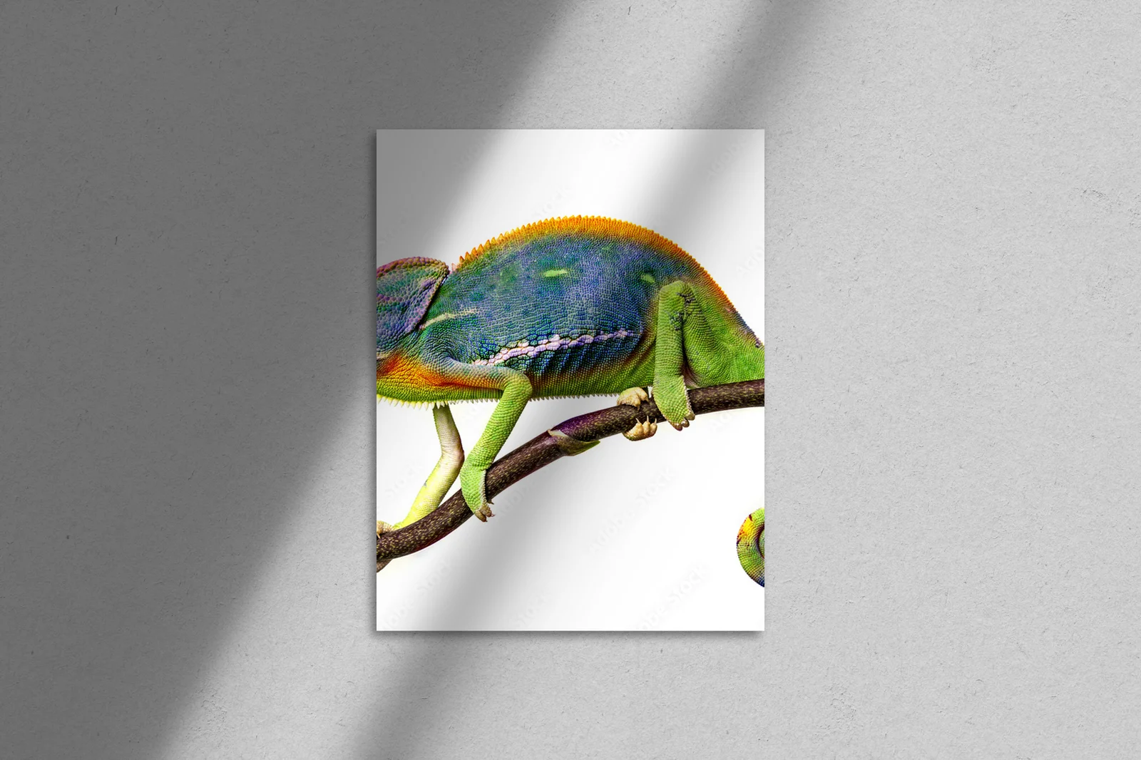 Zjawiskowy chameleon w białym blasku