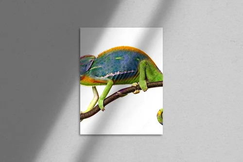 Zjawiskowy chameleon w białym blasku