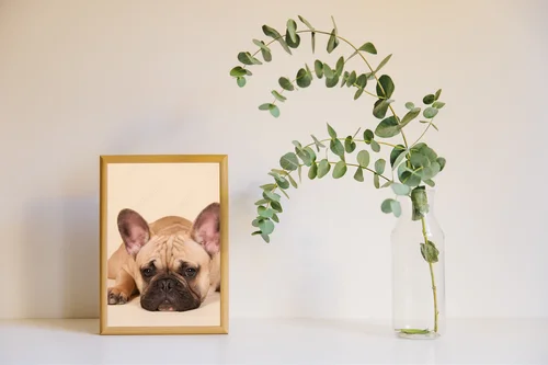 French bulldog w uroczej pastelowej harmonii