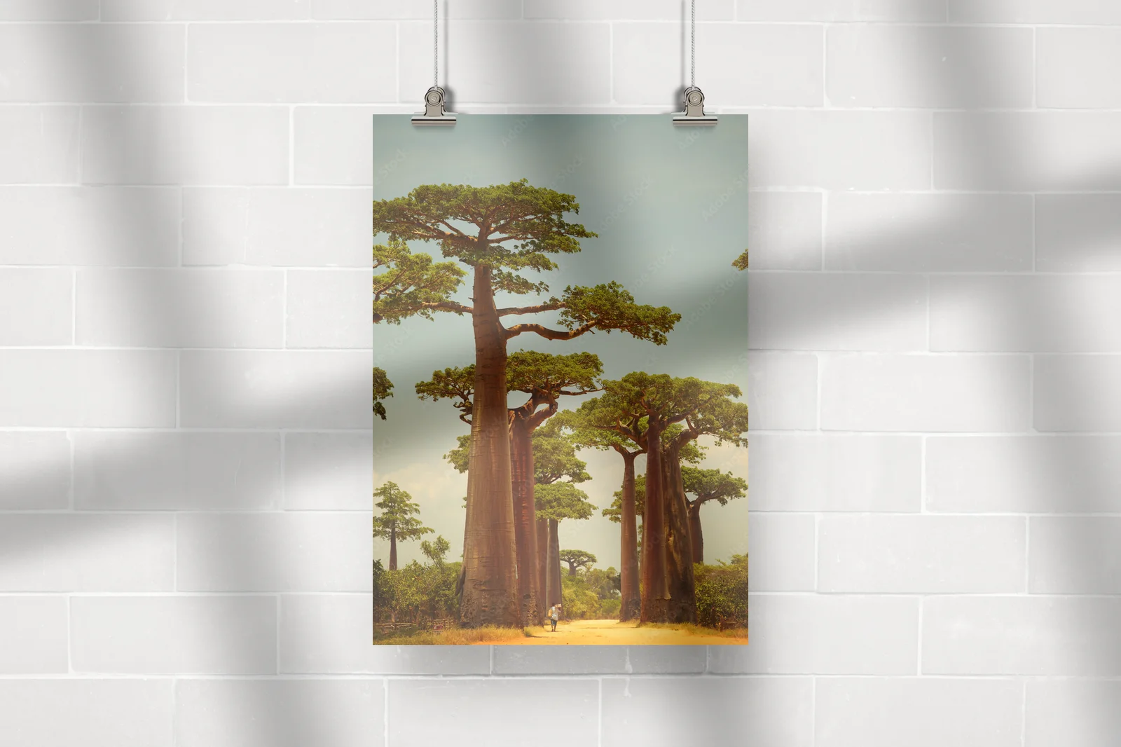 Baobab – Królewski symbol afrykańskiego krajobrazu