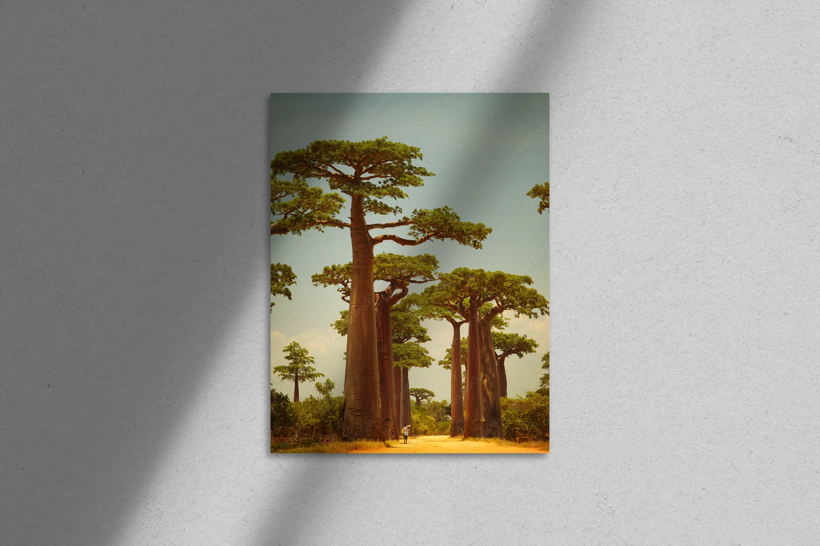 Baobab – Królewski symbol afrykańskiego krajobrazu