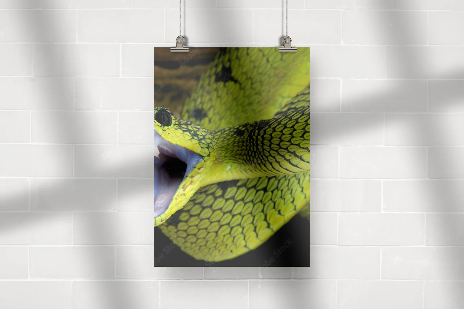 Wielka gra w tropikach: Atakujący wąż Atheris