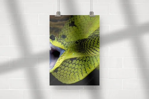 Wielka gra w tropikach: Atakujący wąż Atheris