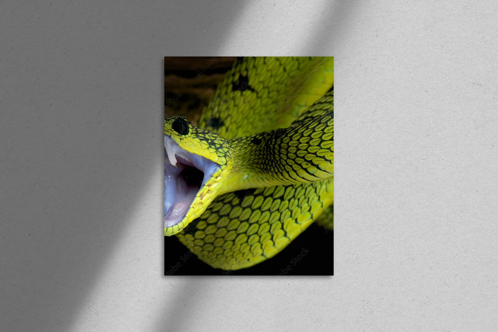 Wielka gra w tropikach: Atakujący wąż Atheris