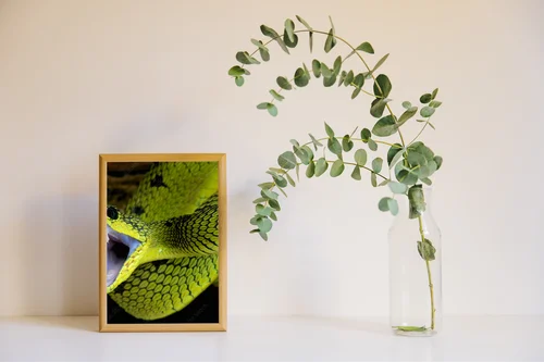 Wielka gra w tropikach: Atakujący wąż Atheris