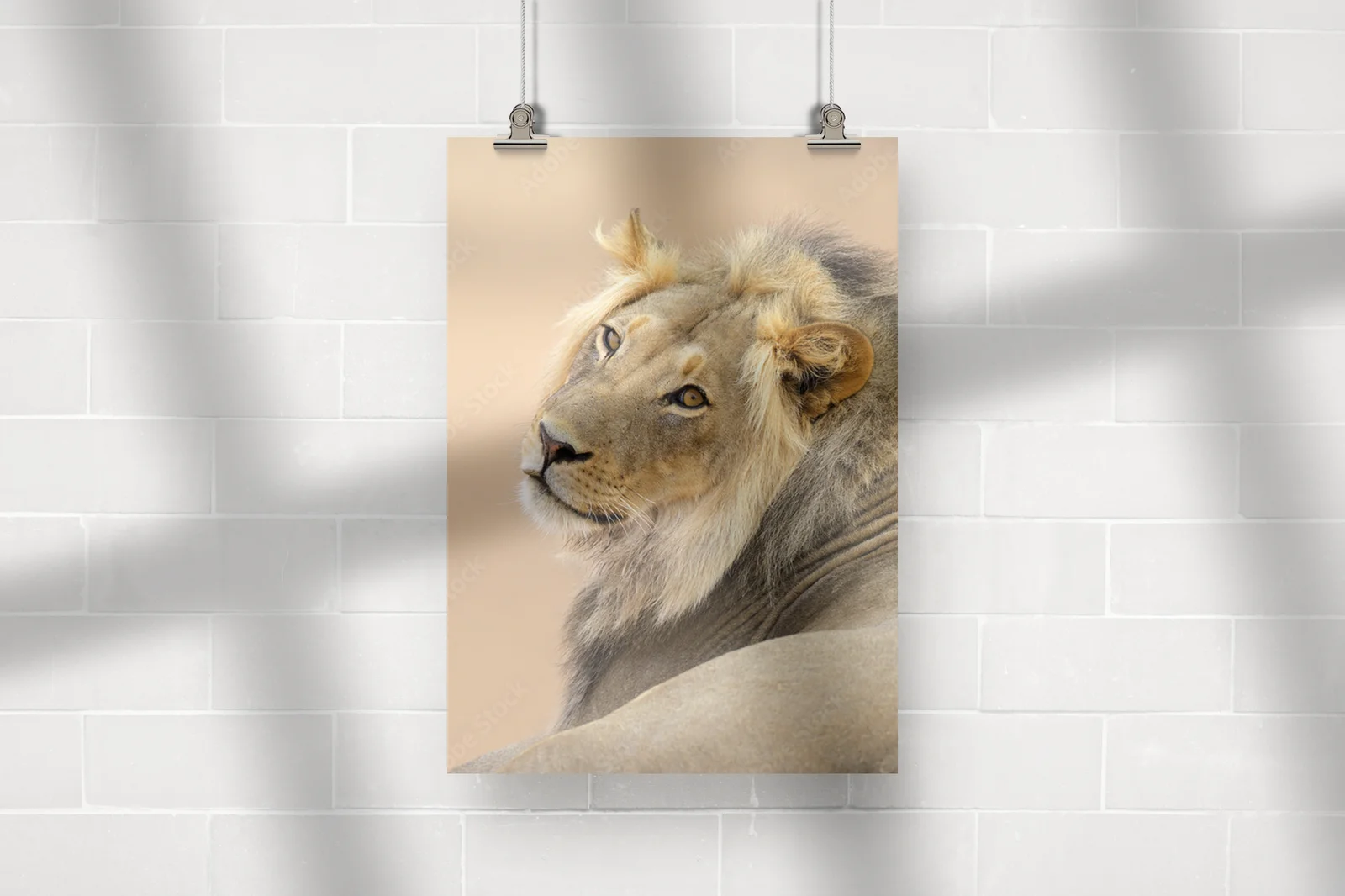 Wspaniały portret lwa z Kalahari w naturalnych odcieniach