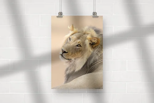 Wspaniały portret lwa z Kalahari w naturalnych odcieniach