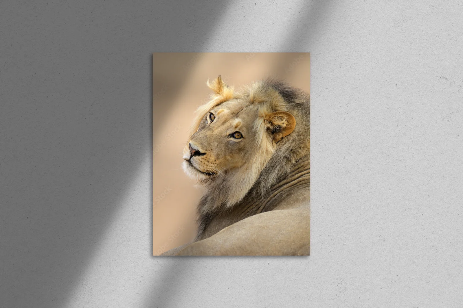 Wspaniały portret lwa z Kalahari w naturalnych odcieniach