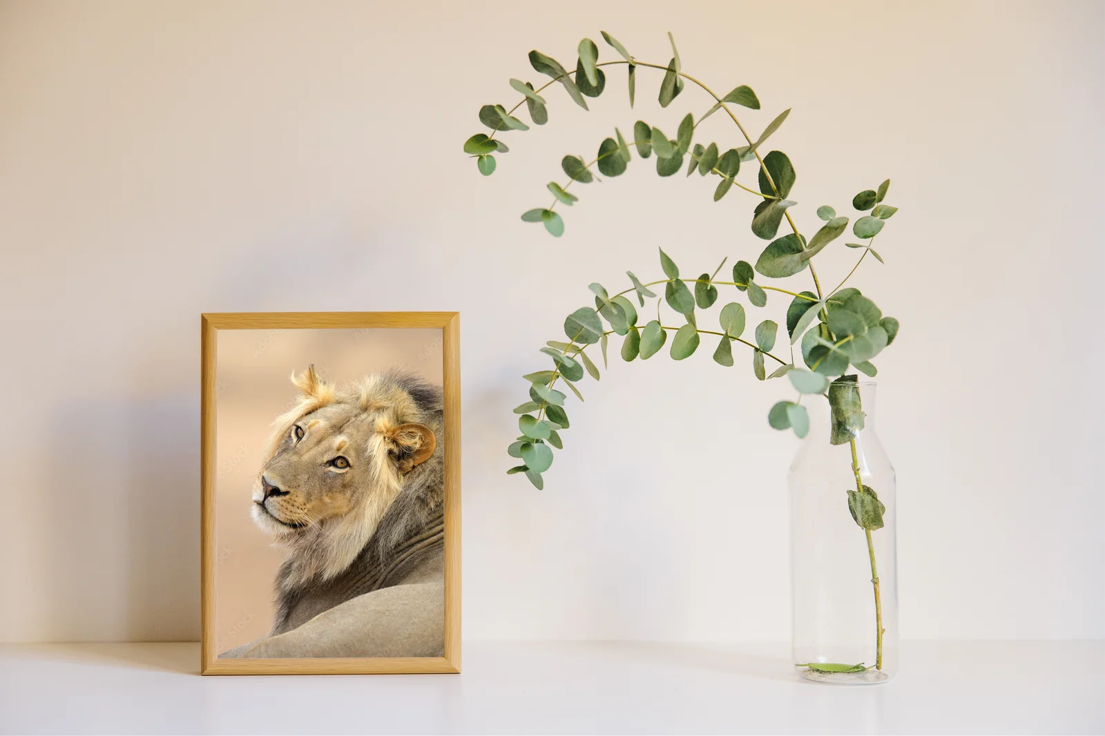 Wspaniały portret lwa z Kalahari w naturalnych odcieniach