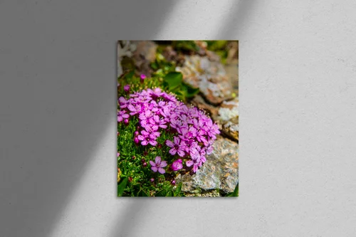 Botaniczny raj w odcieniach zieleni i purpury