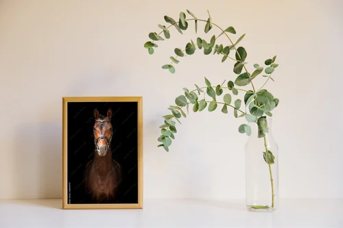 Bay Stallion: Szlachetność i Pasja w Ciemności