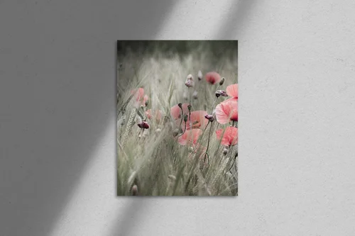 Poppy w nasyconych odcieniach natury