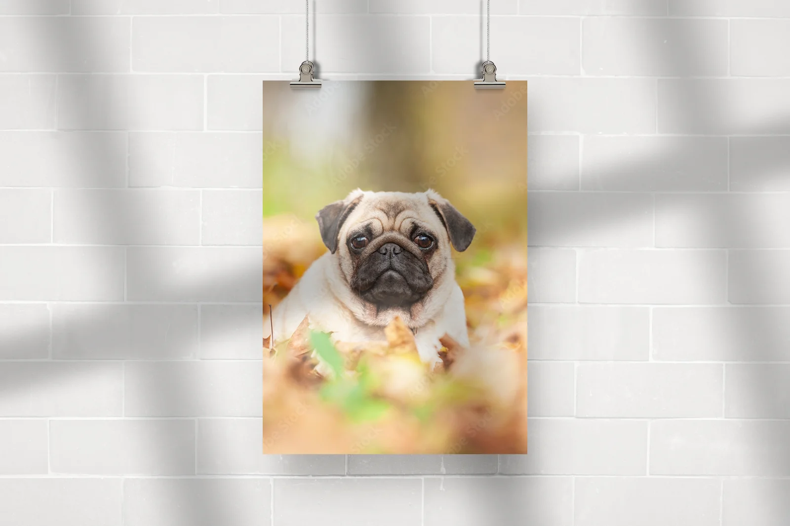 Beżowy pug na liściach w jesiennej scenerii