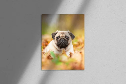 Beżowy pug na liściach w jesiennej scenerii