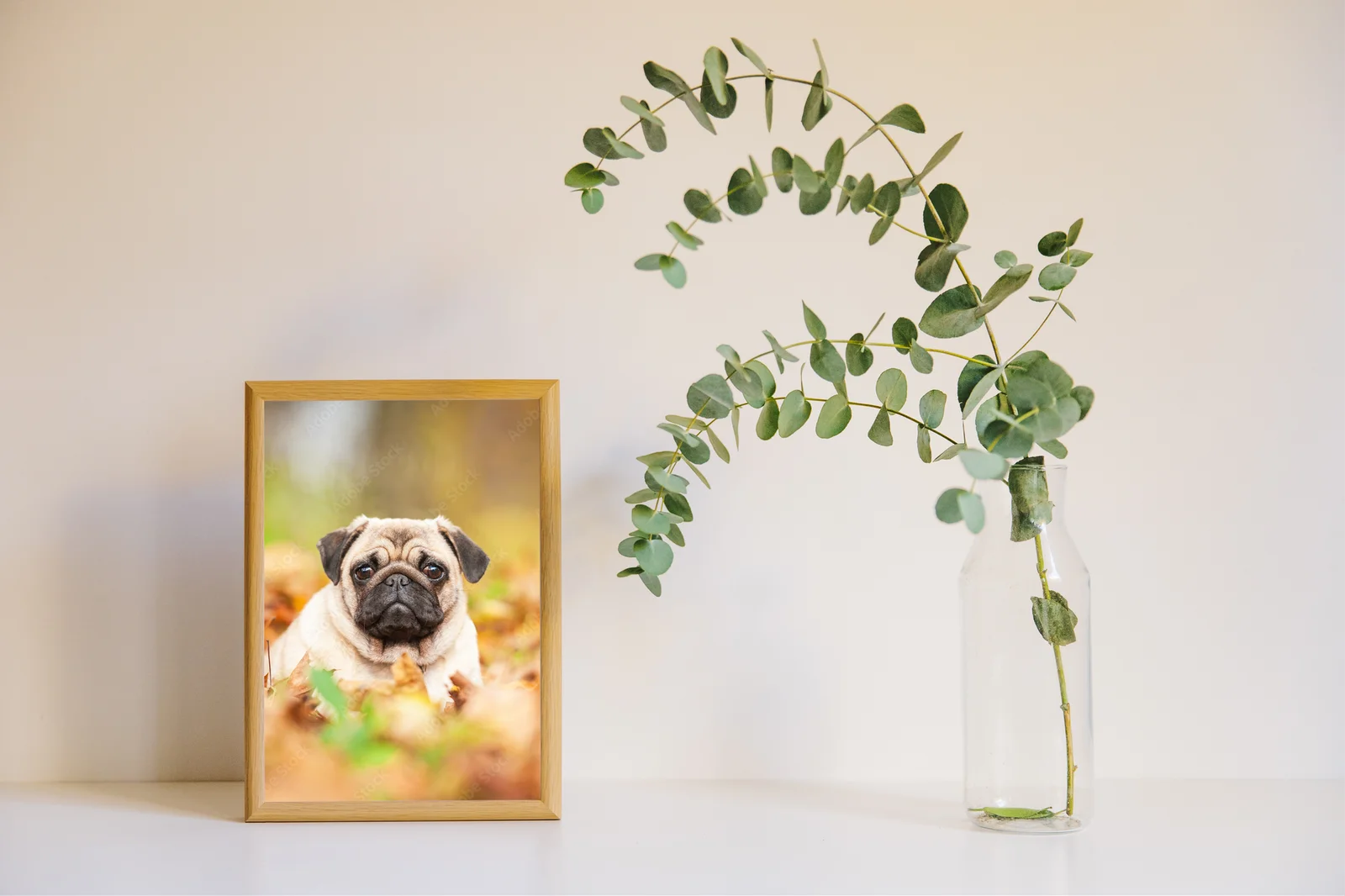 Beżowy pug na liściach w jesiennej scenerii