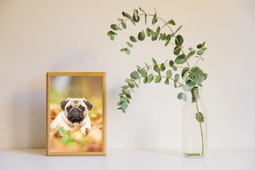Beżowy pug na liściach w jesiennej scenerii