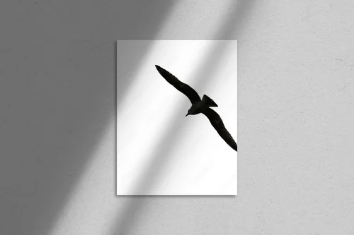 Cisza i wolność: silhouette ptaka w bieli