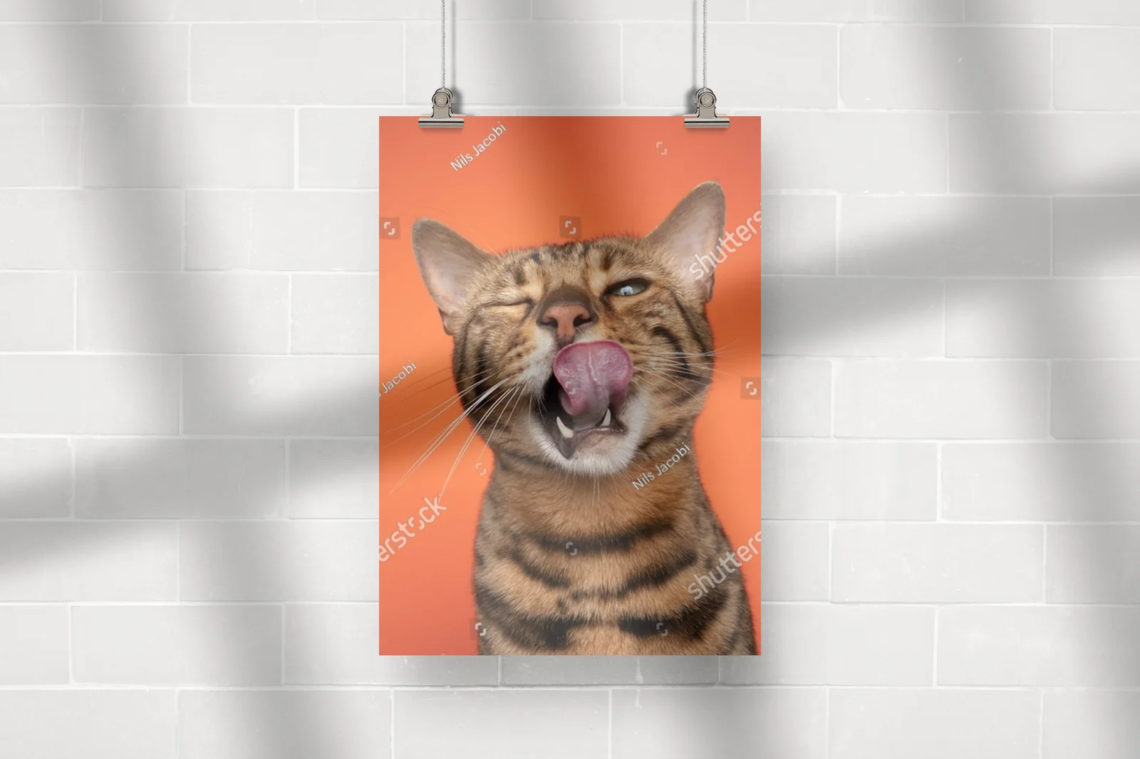 Zabawny portret bengalskiego kota na pomarańczowym tle