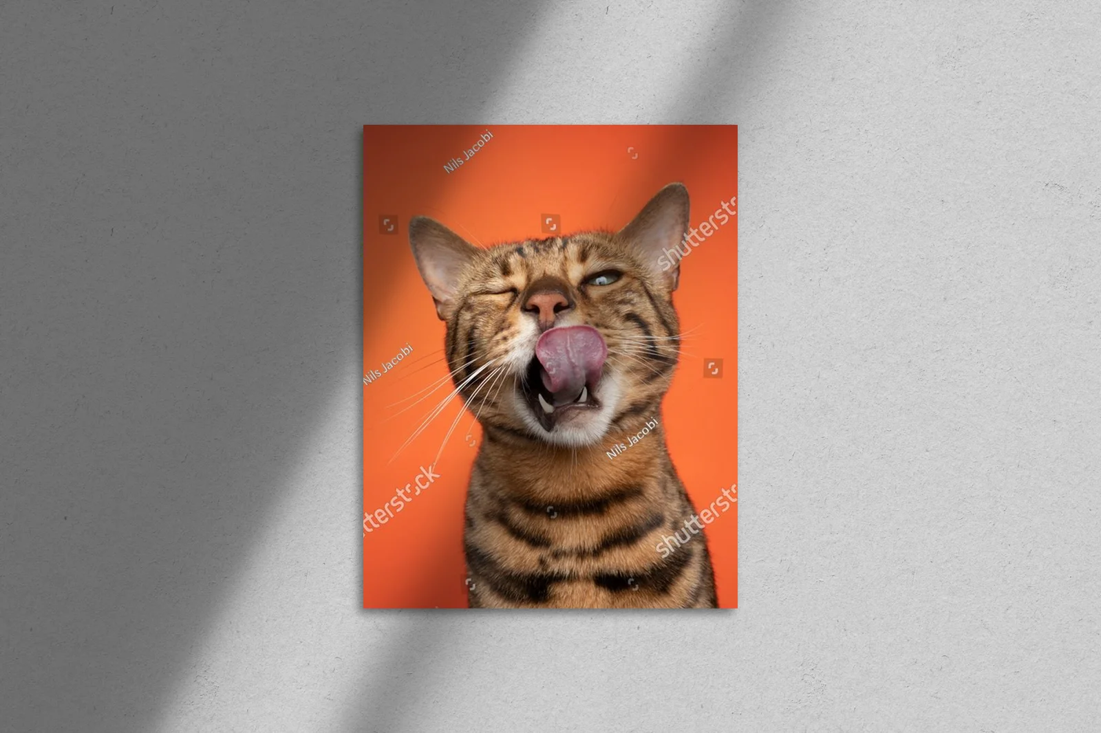 Zabawny portret bengalskiego kota na pomarańczowym tle