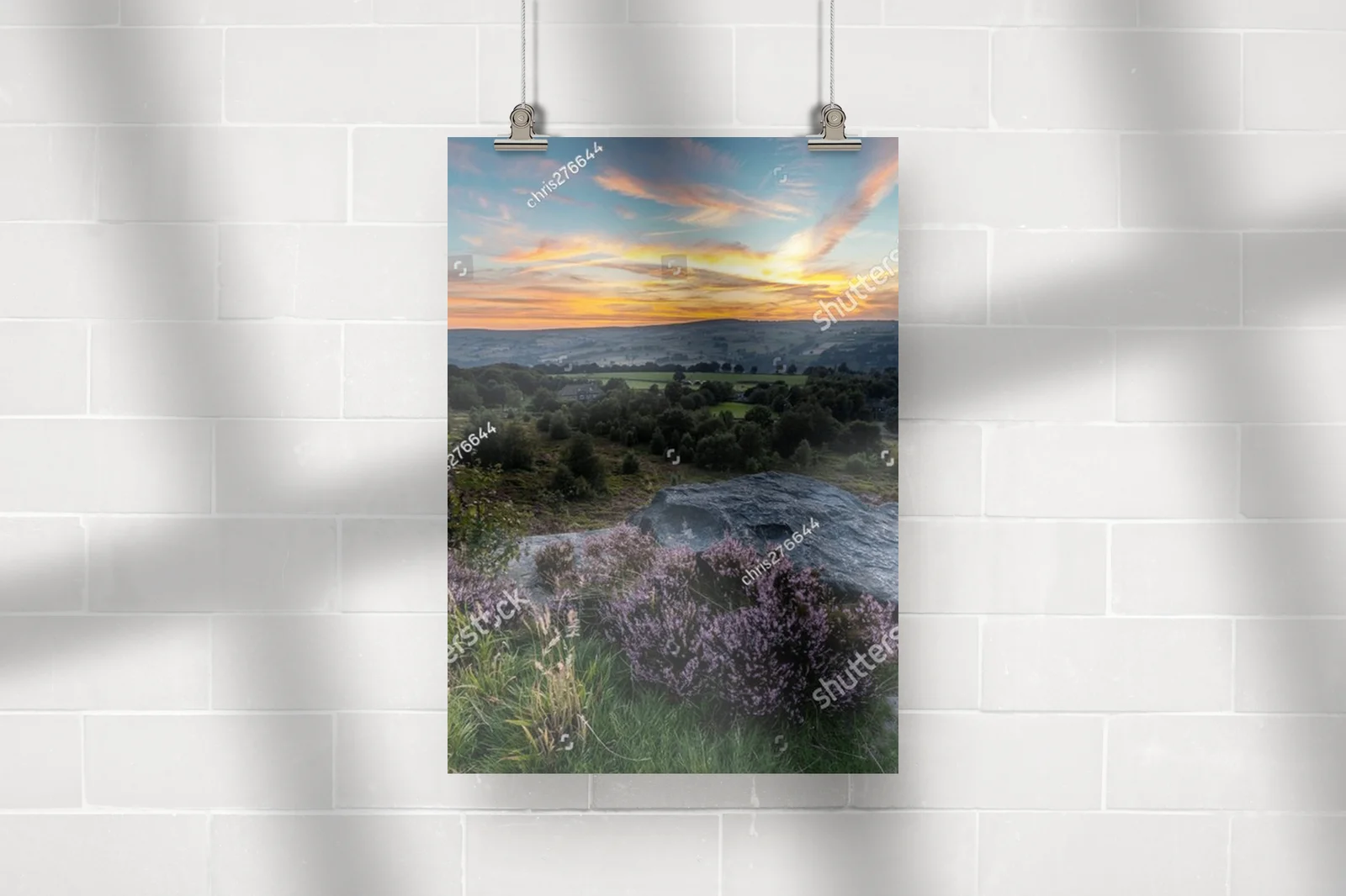 Heather w pełnym rozkwicie: piękno Yorkshire