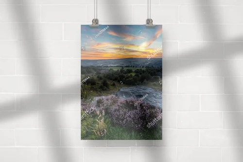 Heather w pełnym rozkwicie: piękno Yorkshire