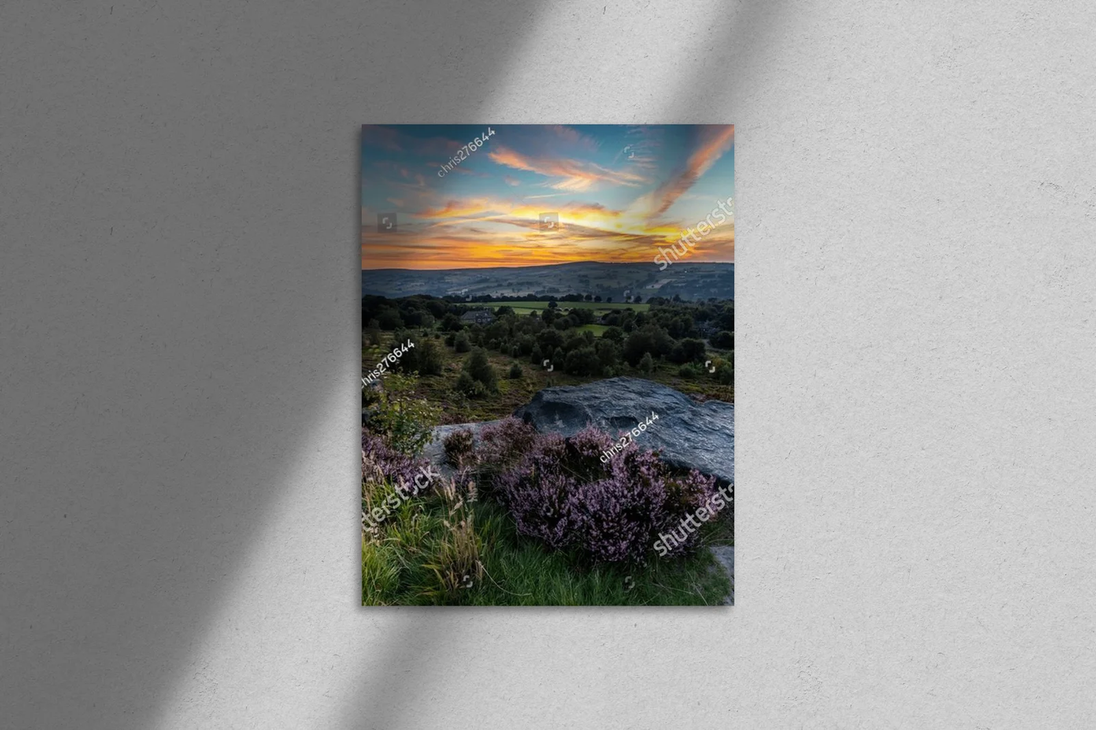 Heather w pełnym rozkwicie: piękno Yorkshire