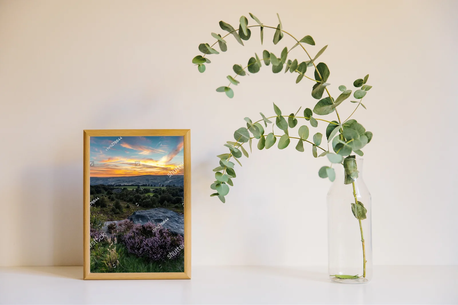 Heather w pełnym rozkwicie: piękno Yorkshire