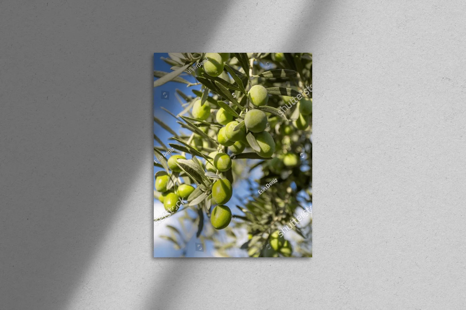 Olive trees: Nature's serene elegance