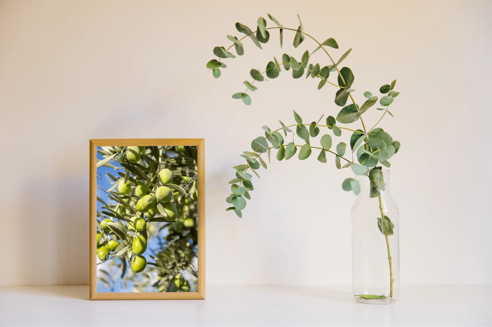 Olive trees: Nature's serene elegance